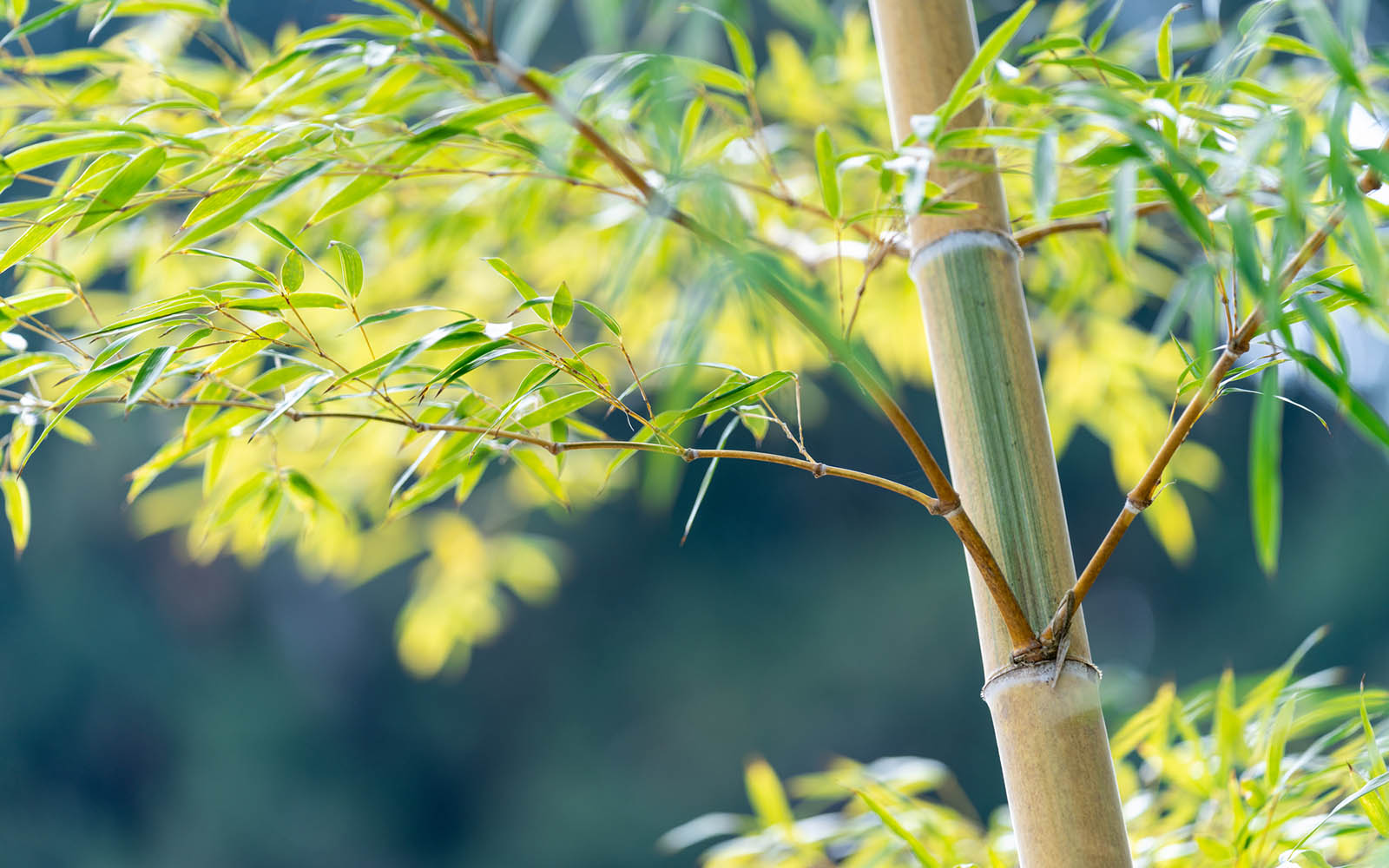 Tre đại diện cho sự trung thành và kiên định tre